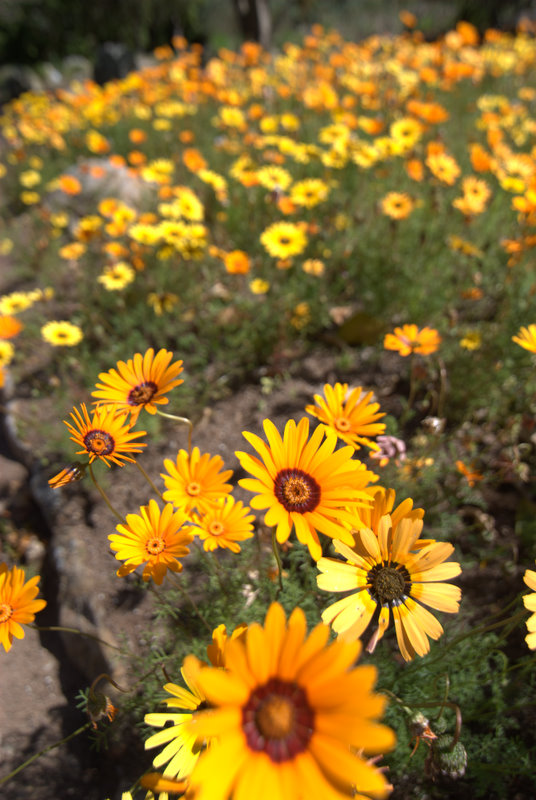 flowers at kirstenbosch