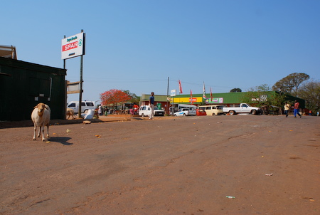 goat in the road, Ingwavuma