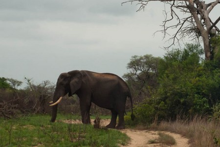 tembe elephant